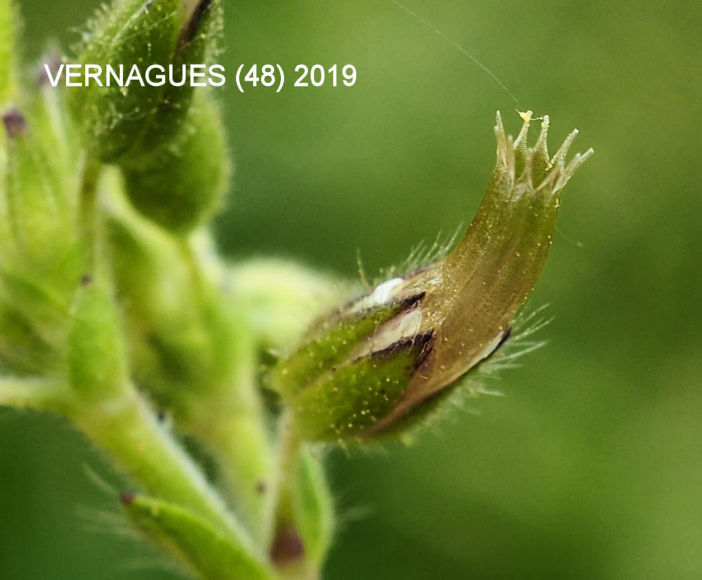 Mouse-ear, Common fruit